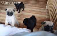 Cute Pug Pups