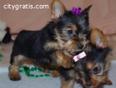 Cute Yorkie puppies for sale