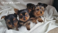 Cute Yorkie puppies