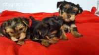 Cute Yorkie puppies