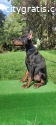 Doberman puppies black