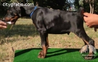 Doberman puppies black