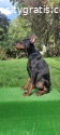 Doberman puppies black