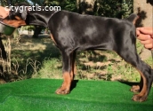 Doberman puppies