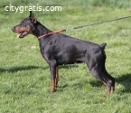 DOBERMAN PUPPIES