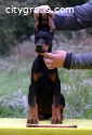 DOBERMAN PUPPIES