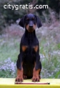 DOBERMAN PUPPIES