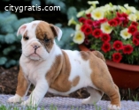 English Bulldog Puppies for Sale