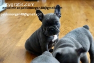 English bulldog puppies