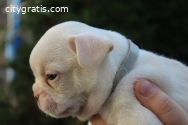 Exotic French bulldogs