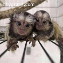 Finger Marmoset Monkeys available now .