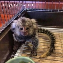 Finger Marmoset Monkeys available now .