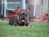 French bulldog male and female