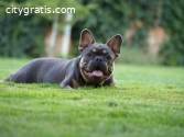 French bulldog male and female