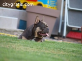 French bulldog male and female