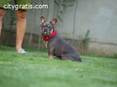 French bulldog male and female