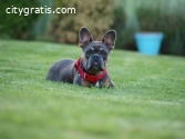 French bulldog male and female