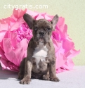 French bulldog male puppy