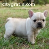 French Bulldog Puppies for Adoption