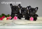 French Bulldog Puppies For Sale!