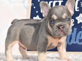 French Bulldog Puppies for Sale