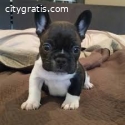 French Bulldog puppies ready for adoptio