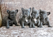 French bulldog puppies