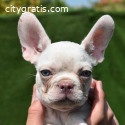 French bulldog puppies