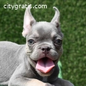 French bulldog puppies