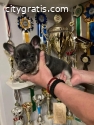 FRENCH BULLDOG - top exotic puppies