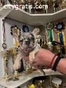 FRENCH BULLDOG - top exotic puppies