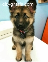 German Shepherd Puppies