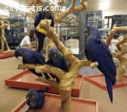 Gorgeous Hyacinth Macaw Parrots For Sale