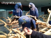 Gorgeous Hyacinth Macaw Parrots For Sale