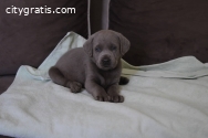 Gray Labrador retriever puppies