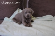 Gray Labrador retriever puppies