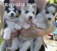 Healthy Cute Siberian Husky Puppies Read