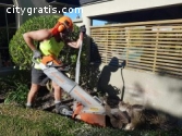 Hire Stump Grinders in Hamilton at Nomin
