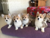 KC  beautiful  Corgi puppies