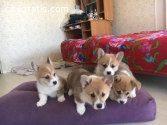 KC registered beautiful  Corgi puppies