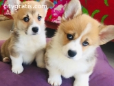 KC registered beautiful  Corgi puppies