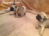 Lovely Pug puppies for sale