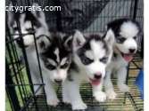 Lovely Siberian Husky Puppies Available