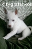 lovely siberian husky puppy for free ado