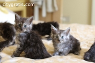 Maine Coon kittens