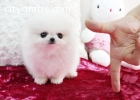 Male and female Pomeranian Puppies ava