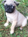 Male and female pugs