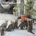 Males and females Bengal kittens