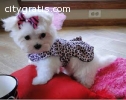 Maltese puppies now available