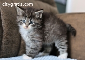 Munchkin kittens